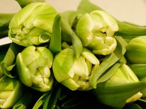 TULIPE AVANT GARDE 36